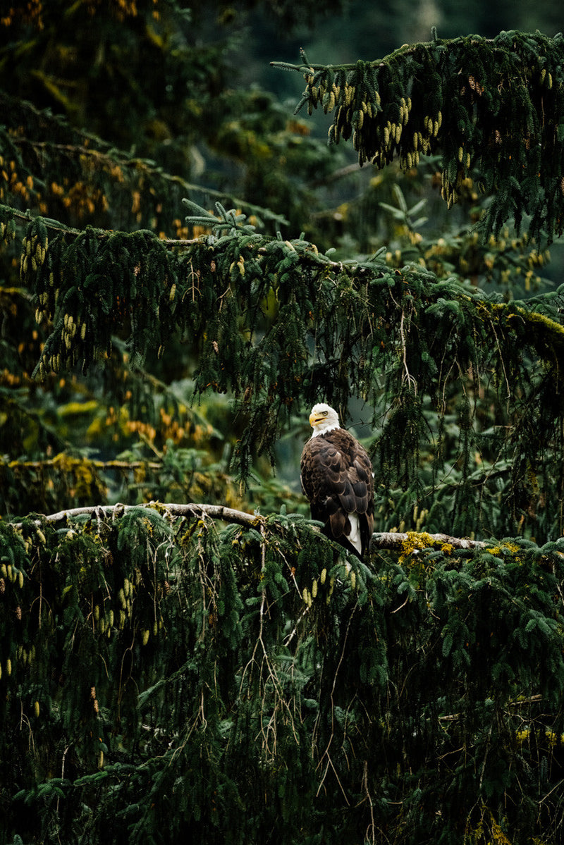 Khutzeymateen Bald Eagle, Great Bear Rainforest
