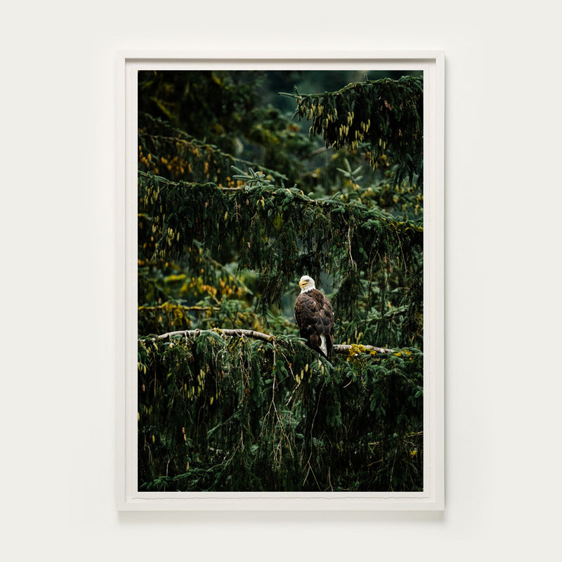 Khutzeymateen Bald Eagle, Great Bear Rainforest