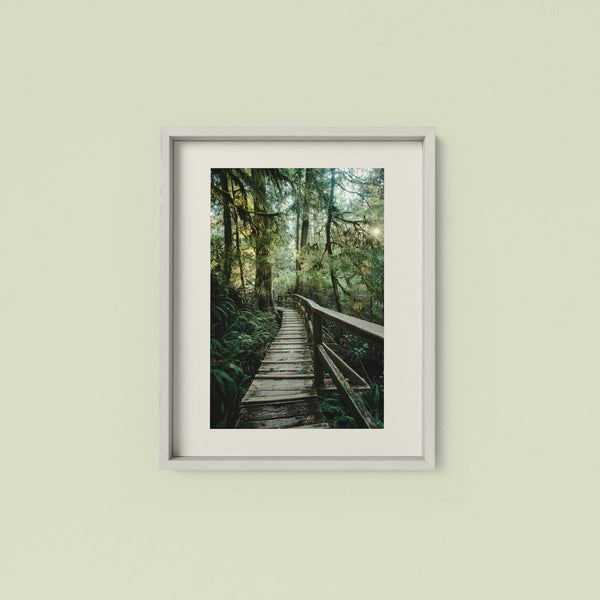 Rainforest Trail, Afternoon Light