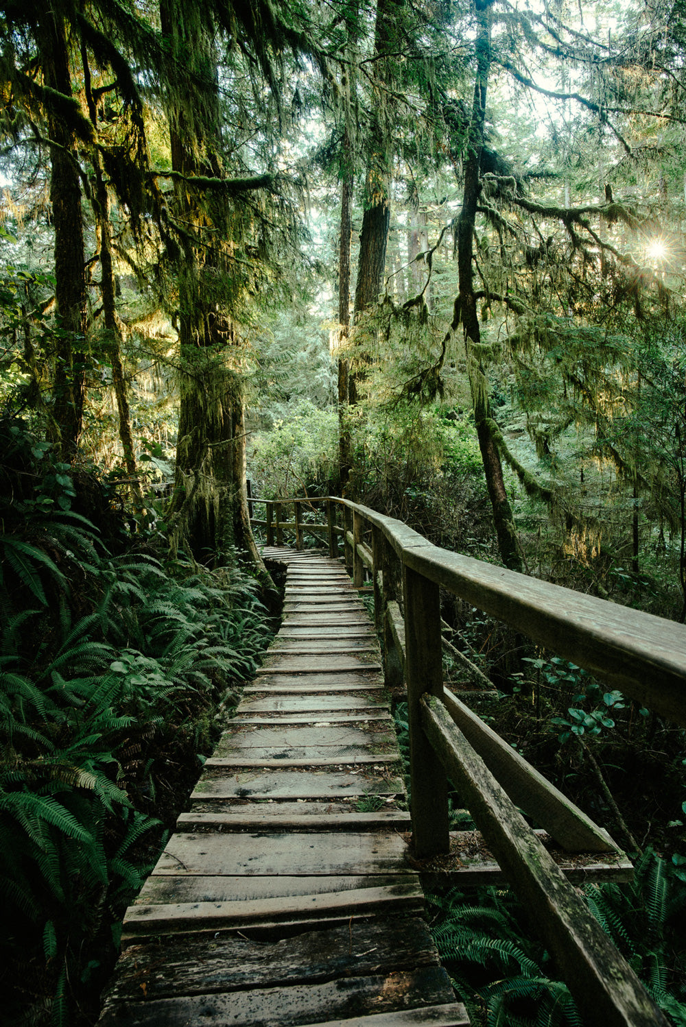 Rainforest Trail, Afternoon Light