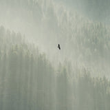 Soar, Strathcona Provincial Park