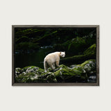 Spirit Bear, Great Bear Rainforest