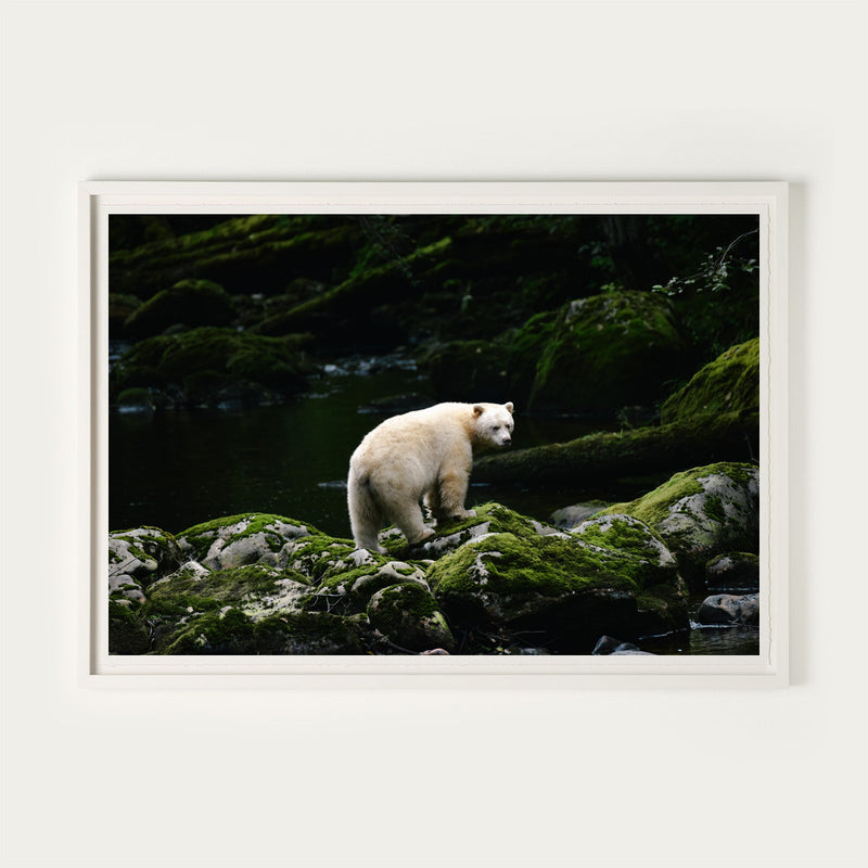 Spirit Bear, Great Bear Rainforest
