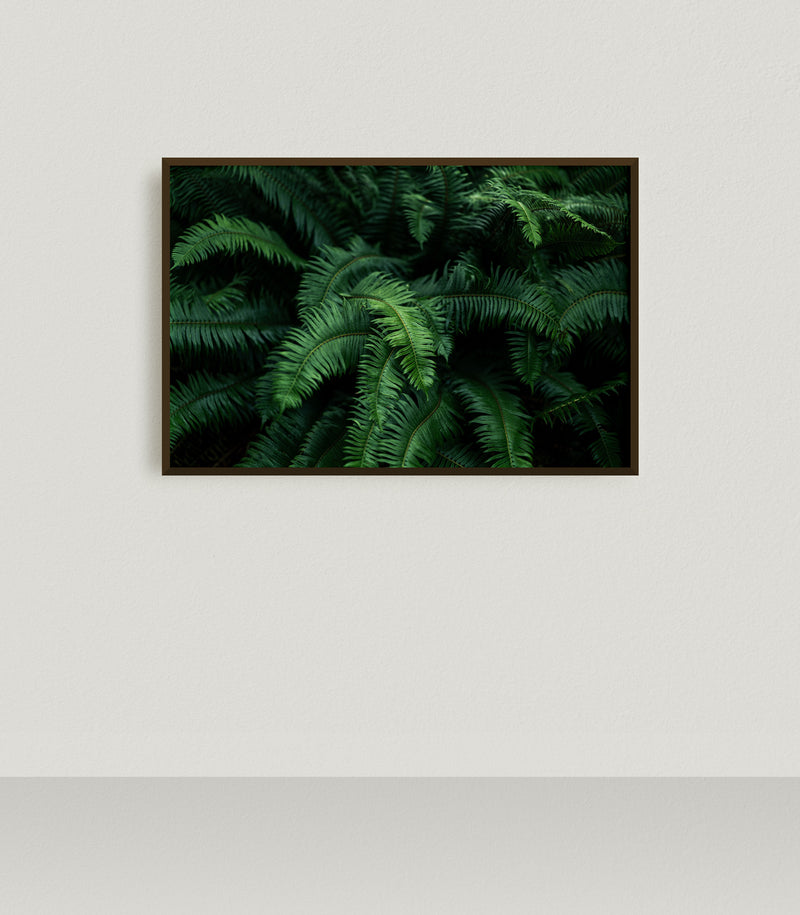 Sword Ferns