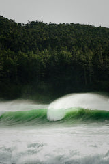 Forest & Waves