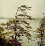 Windswept Pines, Cox Bay